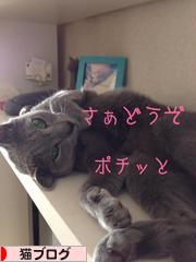 にほんブログ村 猫ブログへ