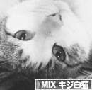 にほんブログ村 猫ブログ MIXキジ白猫へ