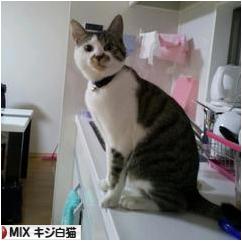 にほんブログ村 猫ブログ MIXキジ白猫へ
