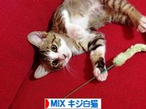 にほんブログ村 猫ブログ MIXキジ白猫へ