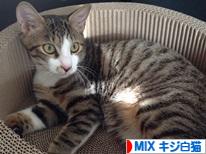 にほんブログ村 猫ブログ MIXキジ白猫へ