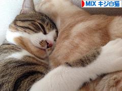 にほんブログ村 猫ブログ MIXキジ白猫へ