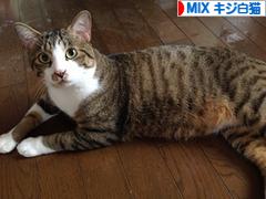 にほんブログ村 猫ブログ MIXキジ白猫へ