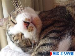 にほんブログ村 猫ブログ MIXキジ白猫へ