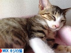 にほんブログ村 猫ブログ MIXキジ白猫へ