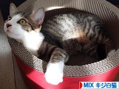 にほんブログ村 猫ブログ MIXキジ白猫へ