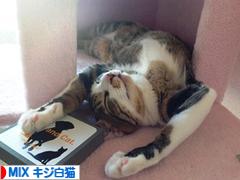 にほんブログ村 猫ブログ MIXキジ白猫へ