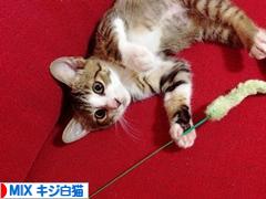 にほんブログ村 猫ブログ MIXキジ白猫へ