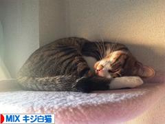 にほんブログ村 猫ブログ MIXキジ白猫へ