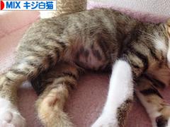 にほんブログ村 猫ブログ MIXキジ白猫へ