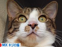 にほんブログ村 猫ブログ MIXキジ白猫へ