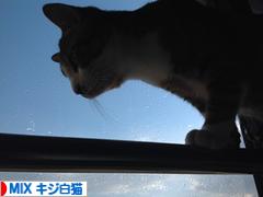 にほんブログ村 猫ブログ MIXキジ白猫へ