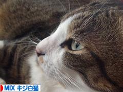 にほんブログ村 猫ブログ MIXキジ白猫へ
