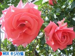 にほんブログ村 猫ブログ MIXキジ白猫へ