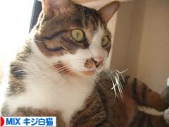 にほんブログ村 猫ブログ MIXキジ白猫へ