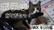 にほんブログ村 猫ブログ MIXキジ白猫へ