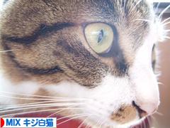 にほんブログ村 猫ブログ MIXキジ白猫へ