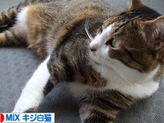にほんブログ村 猫ブログ MIXキジ白猫へ