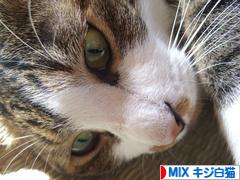 にほんブログ村 猫ブログ MIXキジ白猫へ