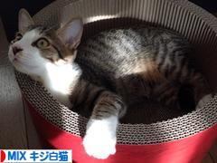 にほんブログ村 猫ブログ MIXキジ白猫へ