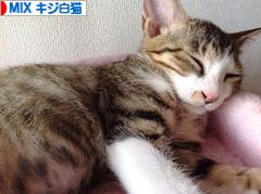 にほんブログ村 猫ブログ MIXキジ白猫へ