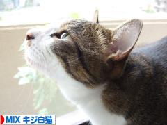 にほんブログ村 猫ブログ MIXキジ白猫へ