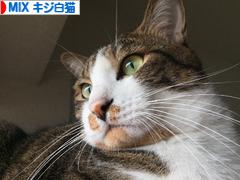 にほんブログ村 猫ブログ MIXキジ白猫へ