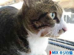 にほんブログ村 猫ブログ MIXキジ白猫へ