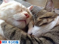にほんブログ村 猫ブログ MIXキジ白猫へ