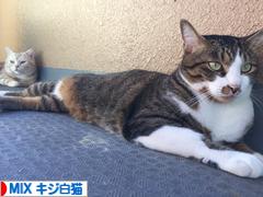 にほんブログ村 猫ブログ MIXキジ白猫へ