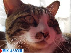 にほんブログ村 猫ブログ MIXキジ白猫へ