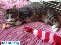 にほんブログ村 猫ブログ MIXキジ白猫へ