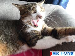 にほんブログ村 猫ブログ MIXキジ白猫へ