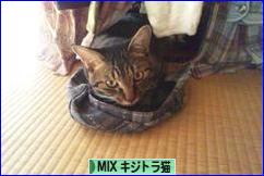 にほんブログ村 猫ブログ MIXキジトラ猫へ