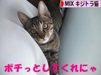 にほんブログ村 猫ブログ MIXキジトラ猫へ