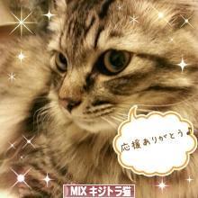 にほんブログ村 猫ブログ MIXキジトラ猫へ