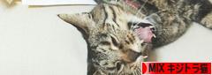 にほんブログ村 猫ブログ MIXキジトラ猫へ