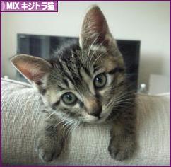 にほんブログ村 猫ブログ MIXキジトラ猫へ
