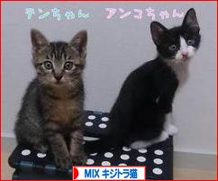 にほんブログ村 猫ブログ MIXキジトラ猫へ