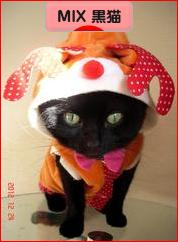 にほんブログ村 猫ブログ MIX黒猫へ