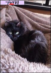 にほんブログ村 猫ブログ MIX黒猫へ