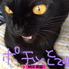 にほんブログ村 猫ブログ MIX黒猫へ