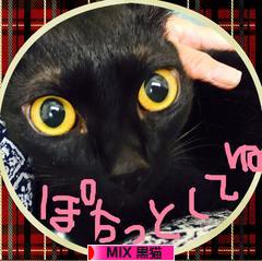 にほんブログ村 猫ブログ MIX黒猫へ