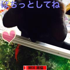 にほんブログ村 猫ブログ MIX黒猫へ