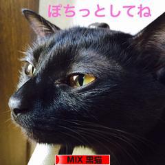 にほんブログ村 猫ブログ MIX黒猫へ