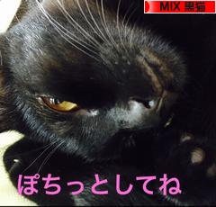 にほんブログ村 猫ブログ MIX黒猫へ