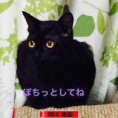 にほんブログ村 猫ブログ MIX黒猫へ