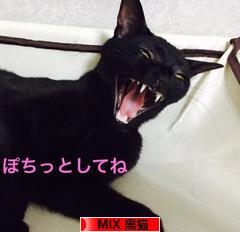 にほんブログ村 猫ブログ MIX黒猫へ
