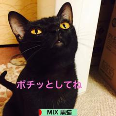 にほんブログ村 猫ブログ MIX黒猫へ