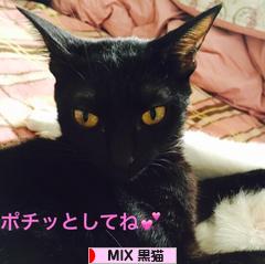 にほんブログ村 猫ブログ MIX黒猫へ